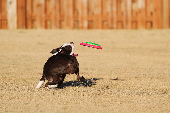 Make It or Miss It? Guess whether this Boston Terrier catches the frisbee! kevinandamanda.com