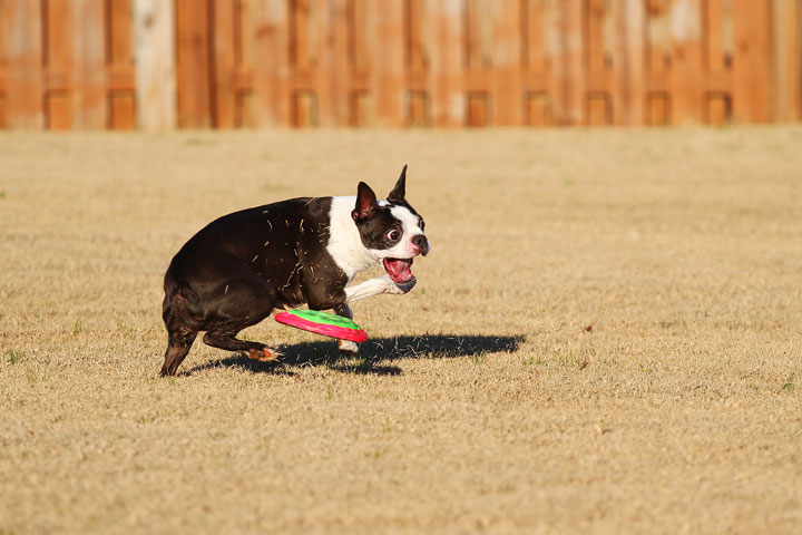 Make It or Miss It? Guess whether this Boston Terrier catches the frisbee! kevinandamanda.com