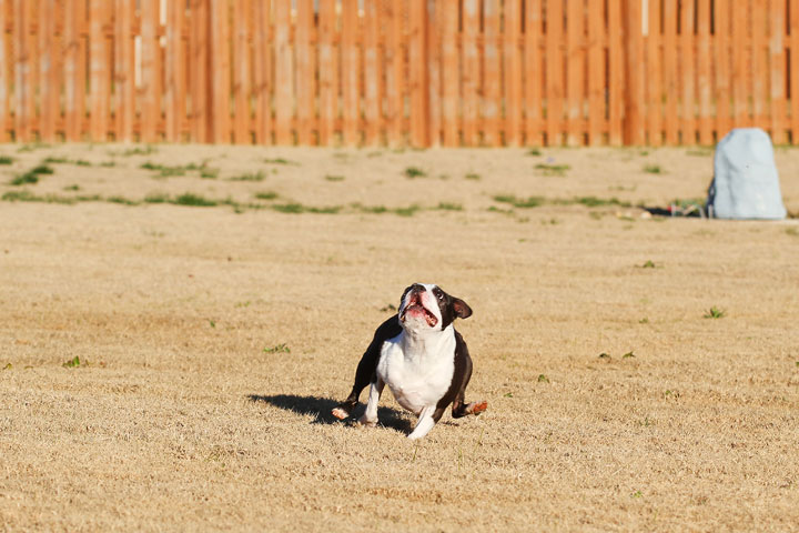 Make It or Miss It? Guess whether this Boston Terrier catches the frisbee! kevinandamanda.com