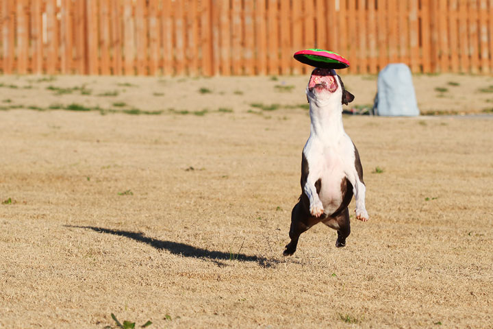 Make It or Miss It? Guess whether this Boston Terrier catches the frisbee! kevinandamanda.com