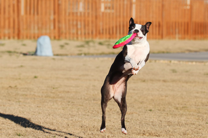 Make It or Miss It? Guess whether this Boston Terrier catches the frisbee! kevinandamanda.com