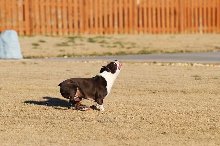 Make It or Miss It? Guess whether this Boston Terrier catches the frisbee! kevinandamanda.com