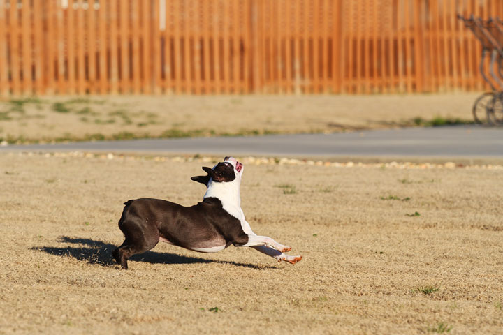 Make It or Miss It? Guess whether this Boston Terrier catches the frisbee! kevinandamanda.com