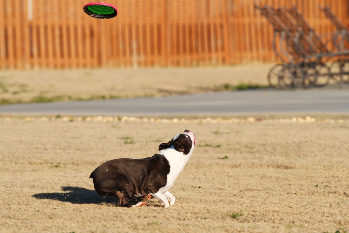 Make It or Miss It? Guess whether this Boston Terrier catches the frisbee! kevinandamanda.com