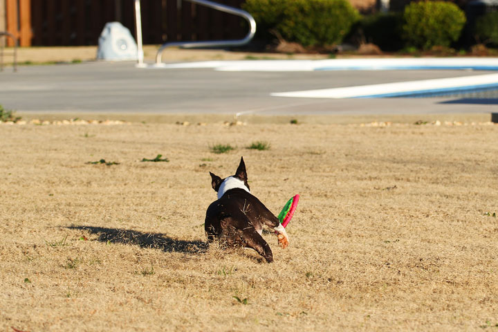 Make It or Miss It? Guess whether this Boston Terrier catches the frisbee! kevinandamanda.com