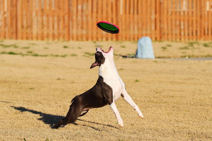 Miley Fetching the Frisbee