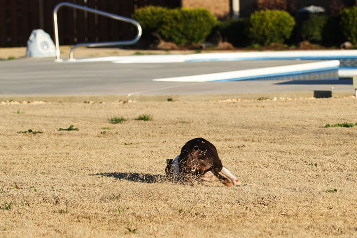 Make It or Miss It? Guess whether this Boston Terrier catches the frisbee! kevinandamanda.com