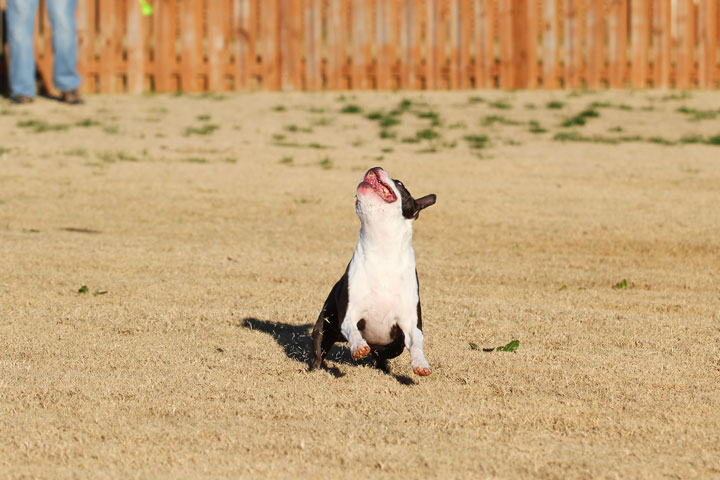 Make It or Miss It? Guess whether this Boston Terrier catches the frisbee! kevinandamanda.com