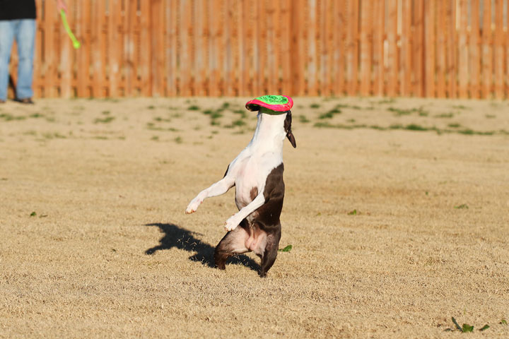 Make It or Miss It? Guess whether this Boston Terrier catches the frisbee! kevinandamanda.com