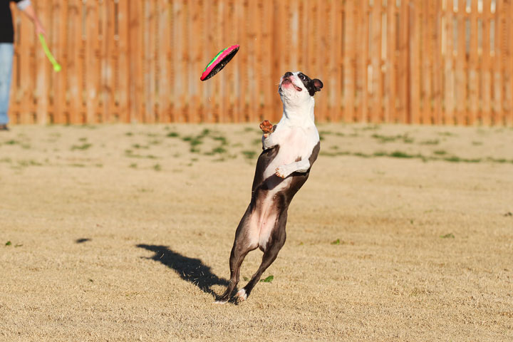 Make It or Miss It? Guess whether this Boston Terrier catches the frisbee! kevinandamanda.com