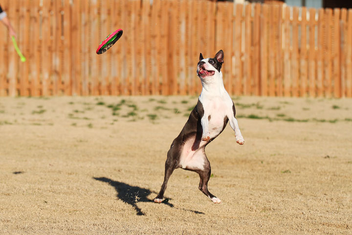 Make It or Miss It? Guess whether this Boston Terrier catches the frisbee! kevinandamanda.com