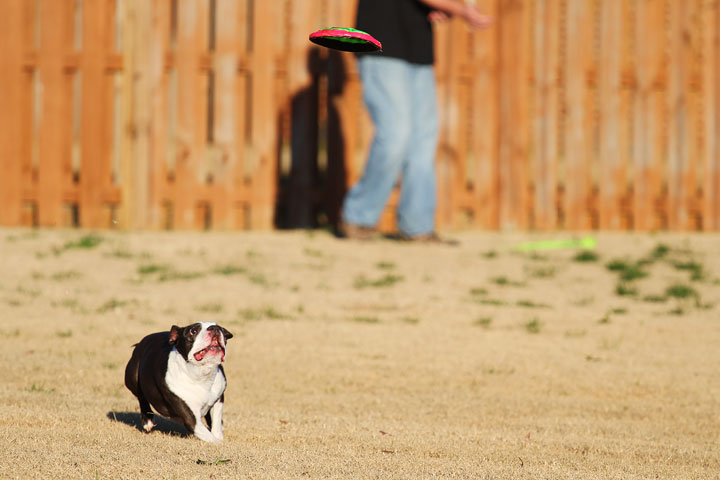 Make It or Miss It? Guess whether this Boston Terrier catches the frisbee! kevinandamanda.com