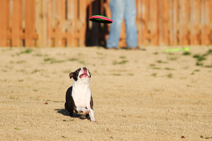 Make It or Miss It? Guess whether this Boston Terrier catches the frisbee! kevinandamanda.com