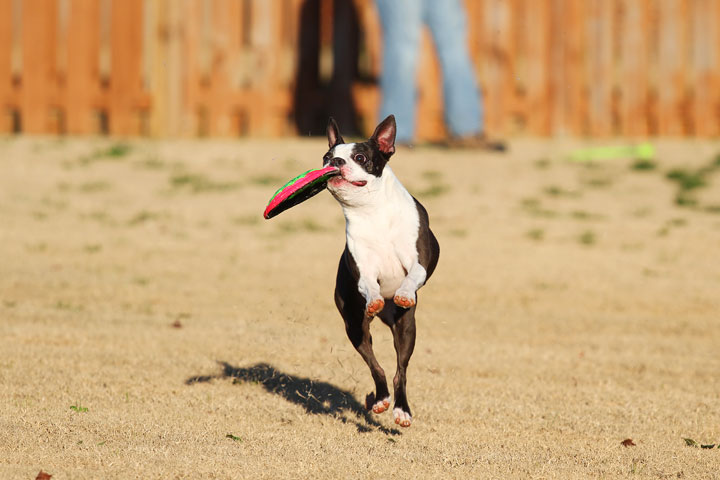 Make It or Miss It? Guess whether this Boston Terrier catches the frisbee! kevinandamanda.com