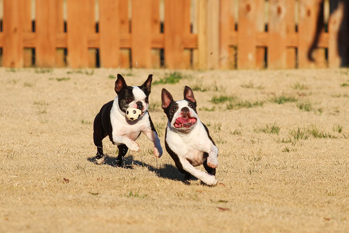 Make It or Miss It? Guess whether this Boston Terrier catches the frisbee! kevinandamanda.com