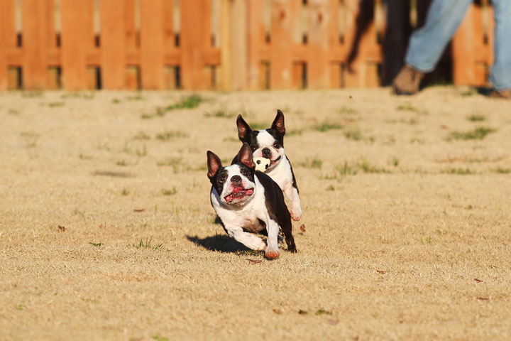 Make It or Miss It? Guess whether this Boston Terrier catches the frisbee! kevinandamanda.com