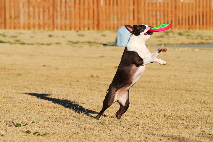 Make It or Miss It? Guess whether this Boston Terrier catches the frisbee! kevinandamanda.com