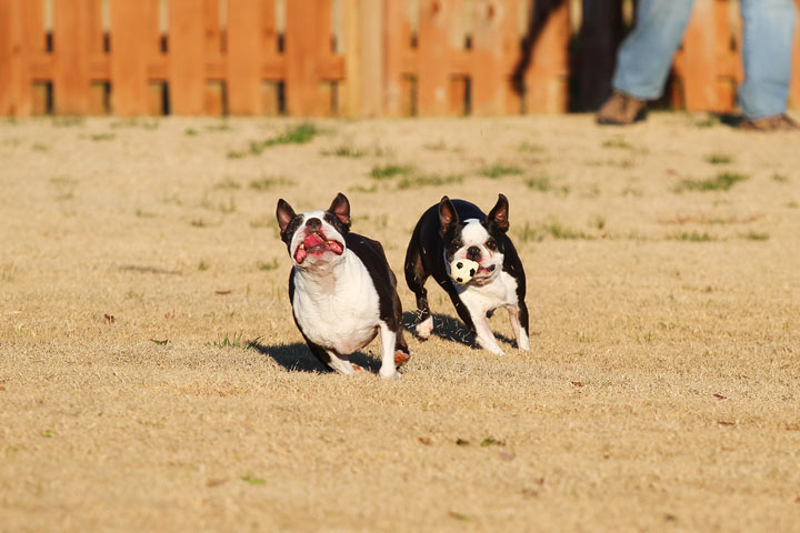 Make It or Miss It? Guess whether this Boston Terrier catches the frisbee! kevinandamanda.com