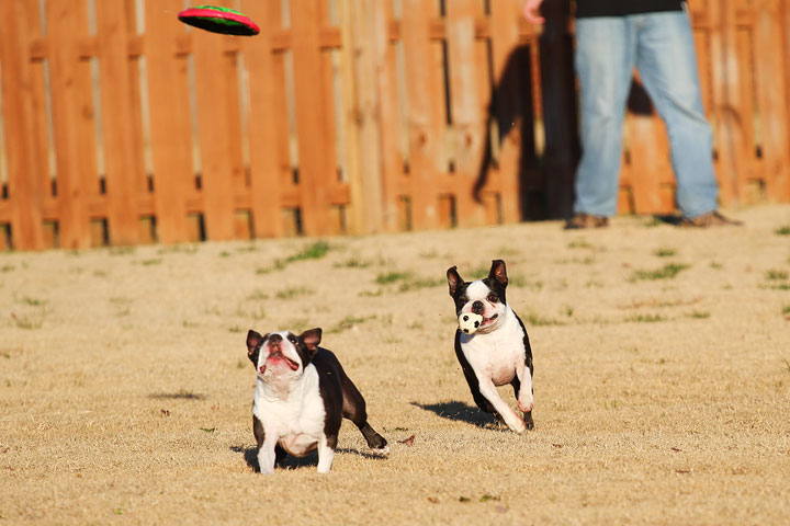 Make It or Miss It? Guess whether this Boston Terrier catches the frisbee! kevinandamanda.com