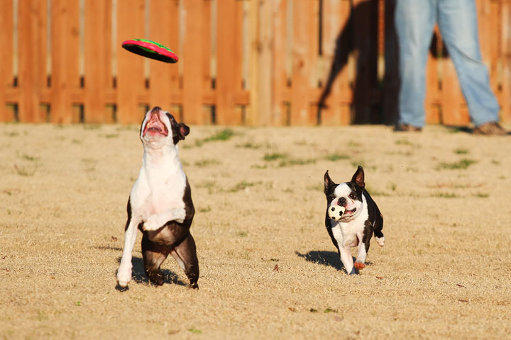 Make It or Miss It? Guess whether this Boston Terrier catches the frisbee! kevinandamanda.com