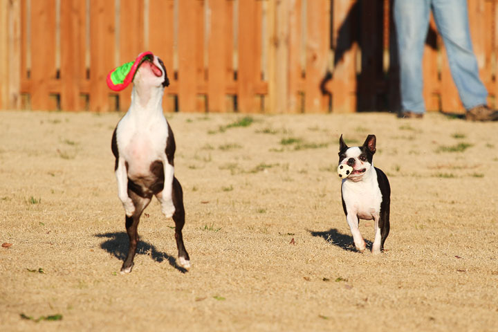 Make It or Miss It? Guess whether this Boston Terrier catches the frisbee! kevinandamanda.com