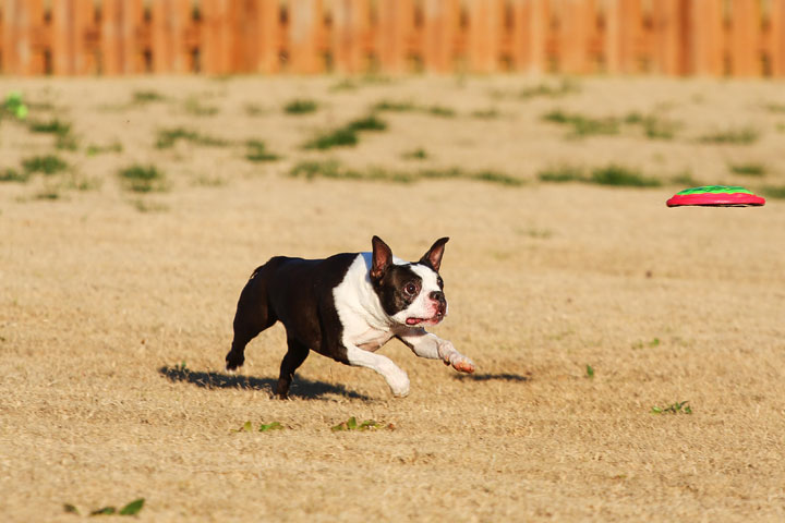 Make It or Miss It? Guess whether this Boston Terrier catches the frisbee! kevinandamanda.com