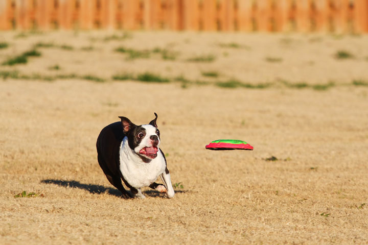 Make It or Miss It? Guess whether this Boston Terrier catches the frisbee! kevinandamanda.com