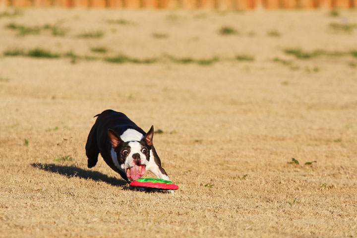 Make It or Miss It? Guess whether this Boston Terrier catches the frisbee! kevinandamanda.com