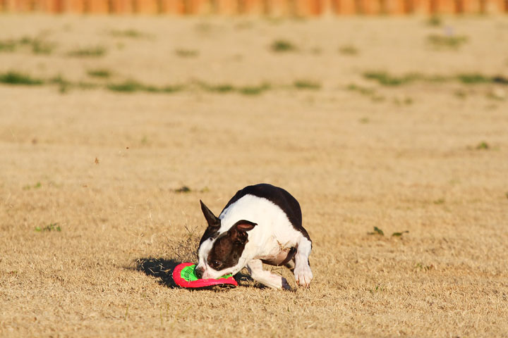 Make It or Miss It? Guess whether this Boston Terrier catches the frisbee! kevinandamanda.com