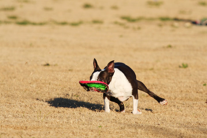 Make It or Miss It? Guess whether this Boston Terrier catches the frisbee! kevinandamanda.com