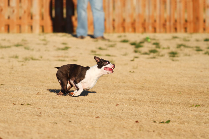 Make It or Miss It? Guess whether this Boston Terrier catches the frisbee! kevinandamanda.com