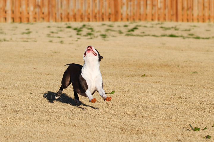 Make It or Miss It? Guess whether this Boston Terrier catches the frisbee! kevinandamanda.com