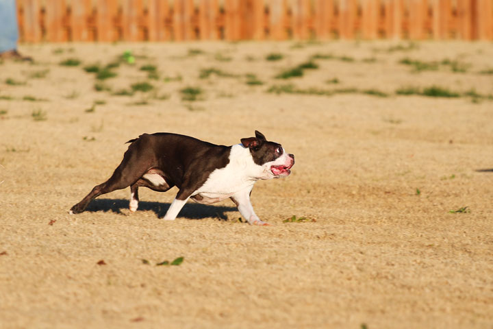 Make It or Miss It? Guess whether this Boston Terrier catches the frisbee! kevinandamanda.com