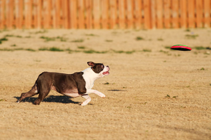 Make It or Miss It? Guess whether this Boston Terrier catches the frisbee! kevinandamanda.com