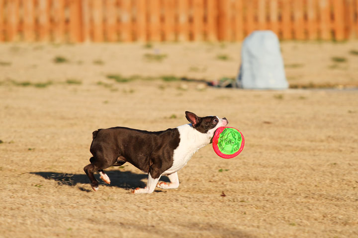 Make It or Miss It? Guess whether this Boston Terrier catches the frisbee! kevinandamanda.com