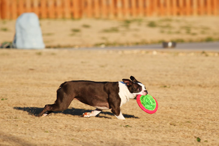 Make It or Miss It? Guess whether this Boston Terrier catches the frisbee! kevinandamanda.com