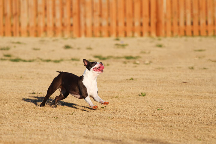 Make It or Miss It? Guess whether this Boston Terrier catches the frisbee! kevinandamanda.com