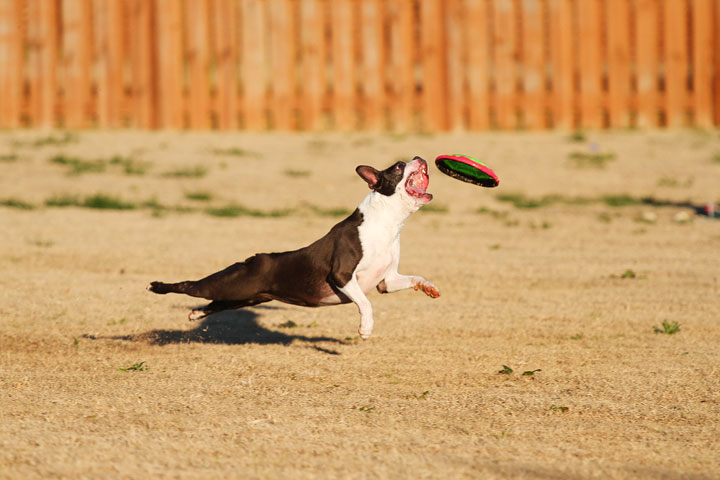 Make It or Miss It? Guess whether this Boston Terrier catches the frisbee! kevinandamanda.com