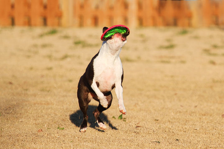 Make It or Miss It? Guess whether this Boston Terrier catches the frisbee! kevinandamanda.com