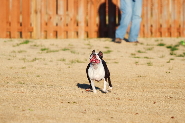 Make It or Miss It? Guess whether this Boston Terrier catches the frisbee! kevinandamanda.com