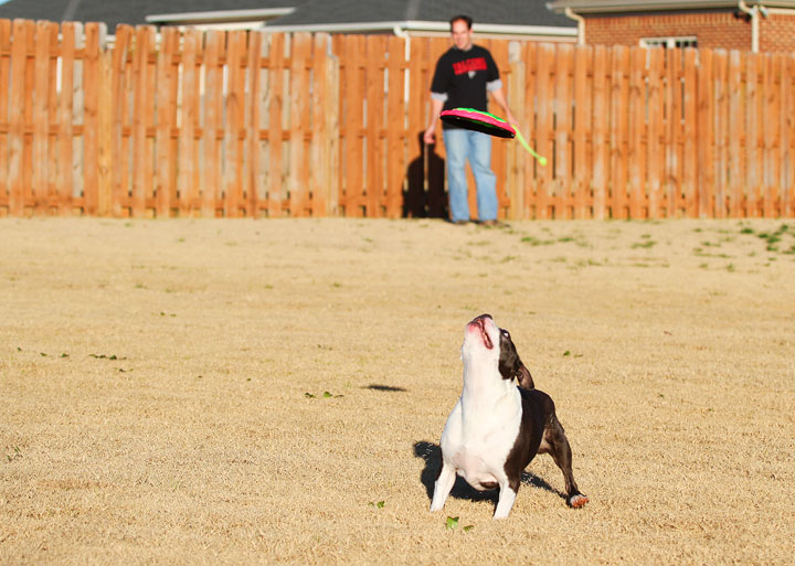 Make It or Miss It? Guess whether this Boston Terrier catches the frisbee! kevinandamanda.com