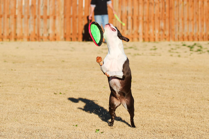 Make It or Miss It? Guess whether this Boston Terrier catches the frisbee! kevinandamanda.com