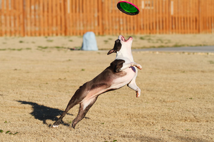 Make It or Miss It? Guess whether this Boston Terrier catches the frisbee! kevinandamanda.com