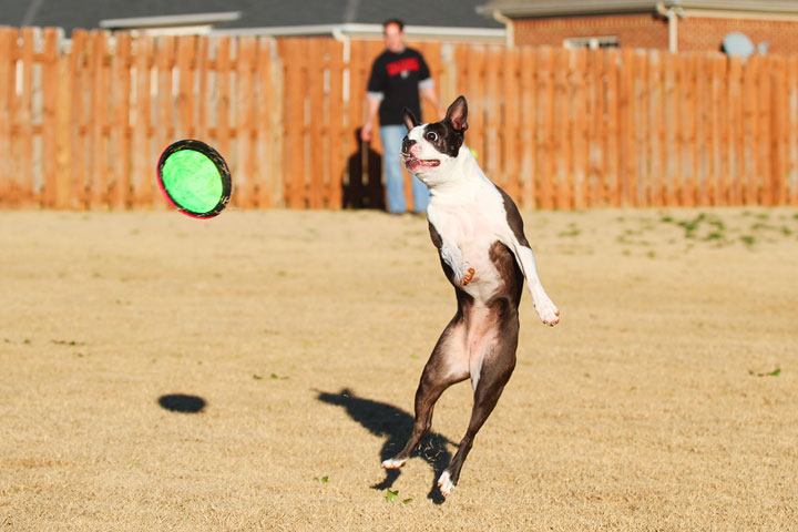 Make It or Miss It? Guess whether this Boston Terrier catches the frisbee! kevinandamanda.com