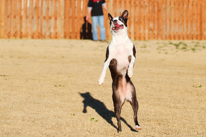 Make It or Miss It? Guess whether this Boston Terrier catches the frisbee! kevinandamanda.com