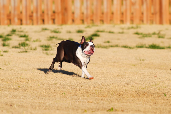 Make It or Miss It? Guess whether this Boston Terrier catches the frisbee! kevinandamanda.com