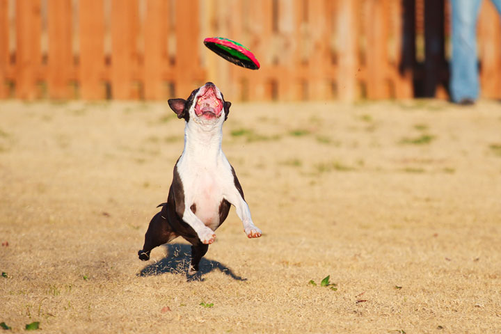 Make It or Miss It? Guess whether this Boston Terrier catches the frisbee! kevinandamanda.com