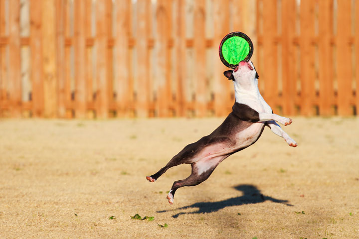 Make It or Miss It? Guess whether this Boston Terrier catches the frisbee! kevinandamanda.com