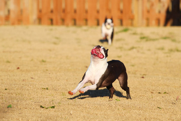 Make It or Miss It? Guess whether this Boston Terrier catches the frisbee! kevinandamanda.com