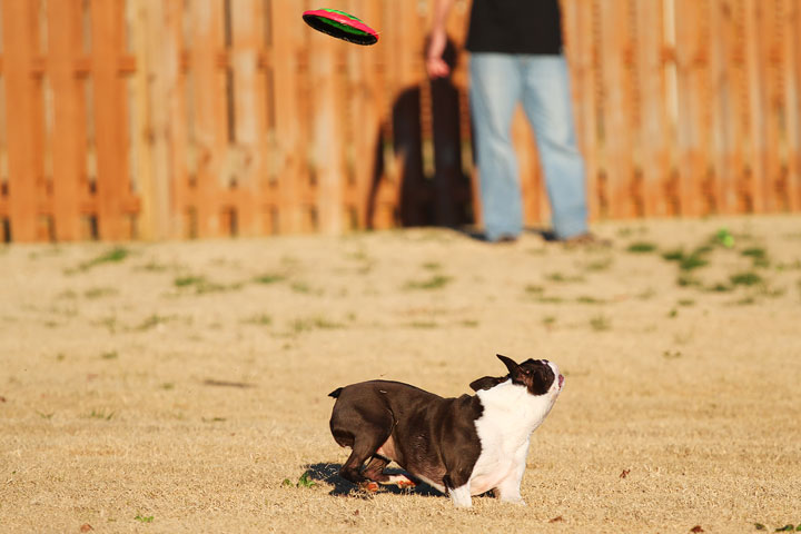 Make It or Miss It? Guess whether this Boston Terrier catches the frisbee! kevinandamanda.com